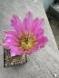 Preview: Echinocereus pectinatus